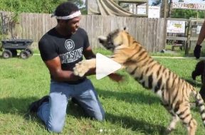 jon jones tigre