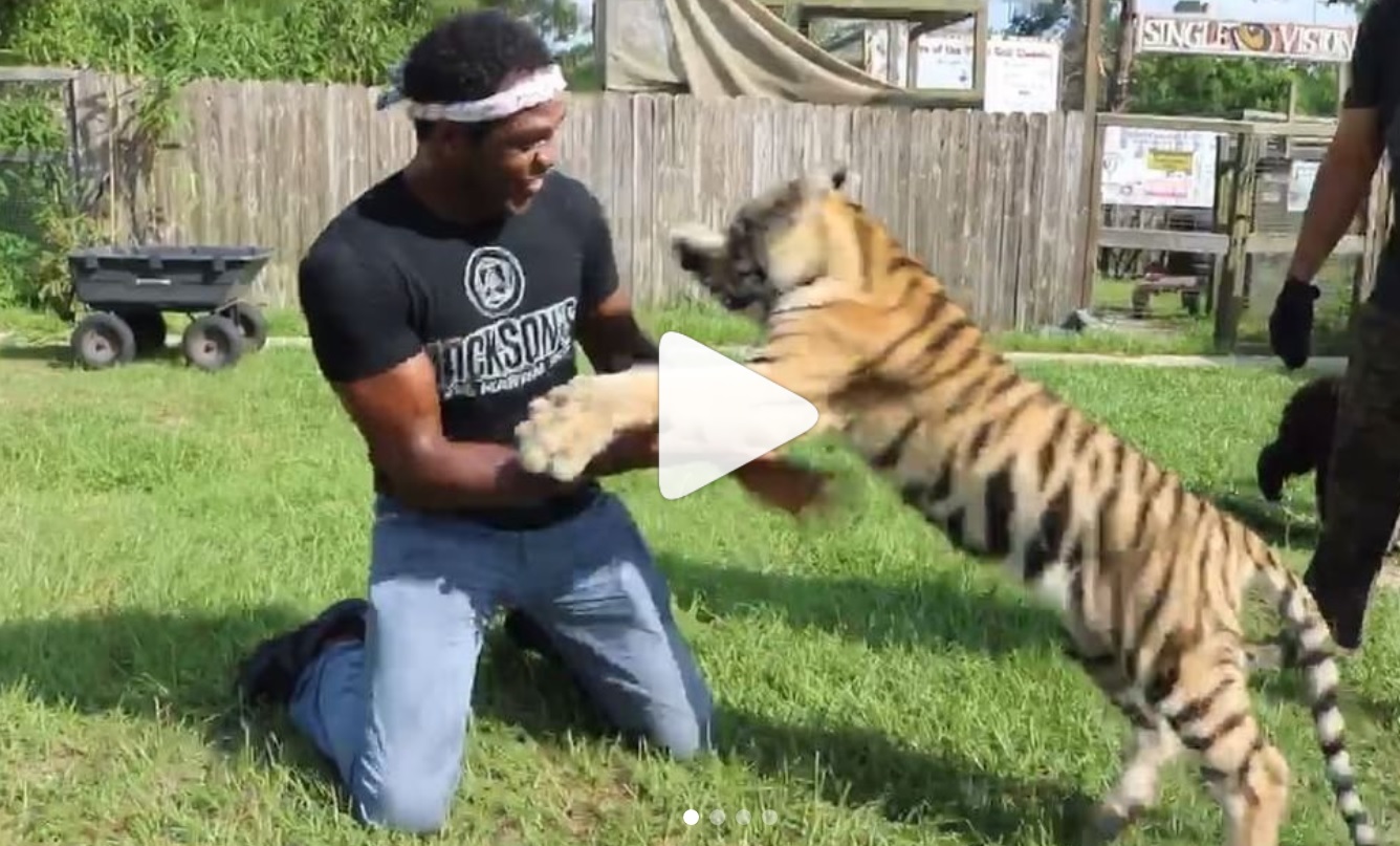 jon jones tigre