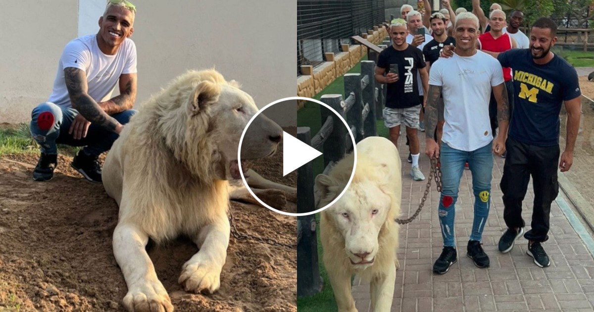 Charles Oliveira en ballade avec un lion dans les rues d'Abu Dhabi